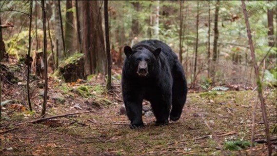 実話 映画 ブラックフット 山で遭難 人喰い熊に襲われるクマパニックムービー くまの定期便